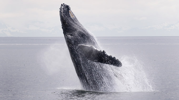 Humpback whale breaching off Alaska