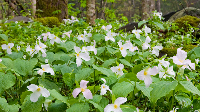 Trillium wildflowers in bloom at Great Smoky Mountains National Park
