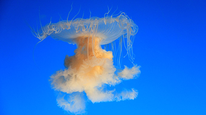 A sea jelly at the Aquarium of the Pacific