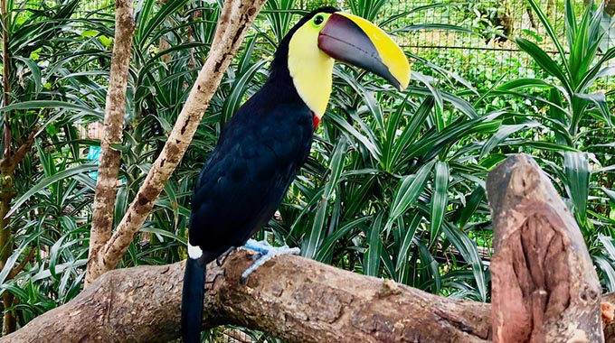 A rescued toucan at La Paz Waterfall Gardens.