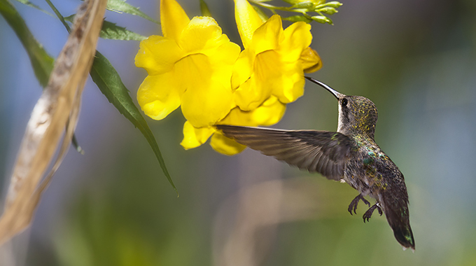 A hummingbird sips nectar from a flower at the Arizona–Sonora Desert Museum. | Photo by Jay Pierstorff/Arizona–Sonora Desert Museum