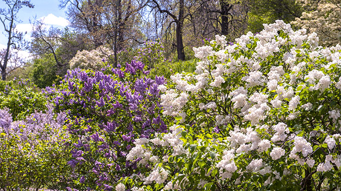Lilacs bloom at Arnold Arboretum | Photo by Lisa S. Engelbrecht/Danita Delimont for stock.adobe.com