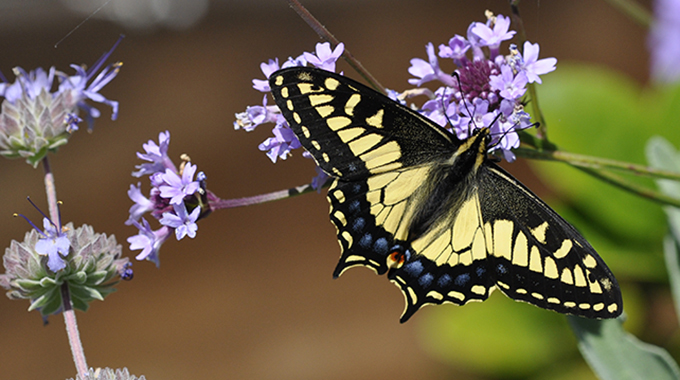 An anise swallowtail butterfly perches on lilac verbena. Photo by Kris Ethington